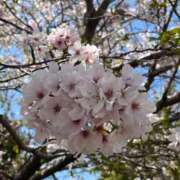 ヒメ日記 2025/04/08 15:48 投稿 かぐら 宮崎ちゃんこ都城店