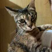 ヒメ日記 2025/05/23 21:33 投稿 かぐら 宮崎ちゃんこ都城店