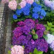 ヒメ日記 2025/08/07 22:35 投稿 宮下 りさ RANUNCULUS(ラナンキュラス)