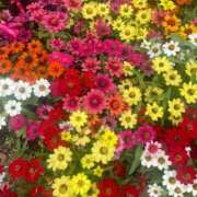 ヒメ日記 2025/08/10 16:45 投稿 宮下 りさ RANUNCULUS(ラナンキュラス)