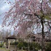 ヒメ日記 2025/04/11 10:25 投稿 桜井 愛妻倶楽部 宇都宮店