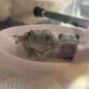 ヒメ日記 2025/04/24 15:19 投稿 桜井 愛妻倶楽部 宇都宮店