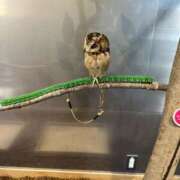 ヒメ日記 2025/05/07 10:49 投稿 桜井 愛妻倶楽部 宇都宮店