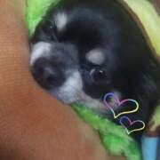 ヒメ日記 2025/04/14 19:10 投稿 まい ベイビーモコ