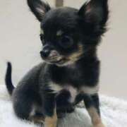 ヒメ日記 2025/12/25 20:36 投稿 まい ベイビーモコ