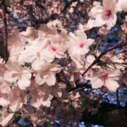 ヒメ日記 2025/04/05 21:00 投稿 まお 夜這い茶屋 はなれ