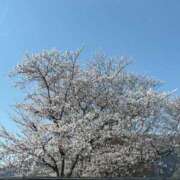 ヒメ日記 2025/04/05 14:24 投稿 エラ SWEET LADY（スイートレディー）