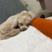 ヒメ日記 2025/07/18 06:15 投稿 ひめ ぽちゃ巨乳専門　新大久保・新宿歌舞伎町ちゃんこ