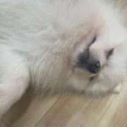 ヒメ日記 2025/01/29 10:40 投稿 れこあ buzz-B