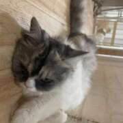 ヒメ日記 2025/01/29 15:38 投稿 れこあ buzz-B