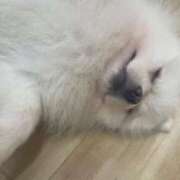 ヒメ日記 2025/05/04 10:51 投稿 れこあ buzz-B