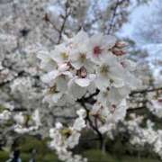 ヒメ日記 2025/04/14 15:29 投稿 はるの ゴールドクイーン