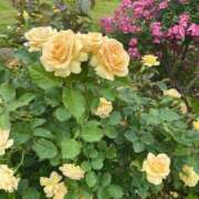 ヒメ日記 2025/05/24 15:20 投稿 はるの ゴールドクイーン