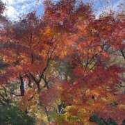 はるの 紅葉🍁 ゴールドクイーン