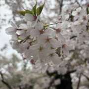 ヒメ日記 2026/04/08 18:00 投稿 はるの ゴールドクイーン