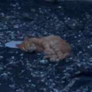 ヒメ日記 2025/08/06 00:19 投稿 ほたる いざ候 本館