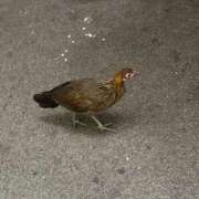 ヒメ日記 2026/01/14 18:27 投稿 ほたる いざ候 本館