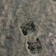 ヒメ日記 2026/02/08 23:47 投稿 ほたる いざ候 本館