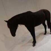 ヒメ日記 2026/03/04 01:27 投稿 ほたる いざ候 本館