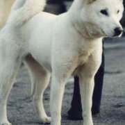 遠藤【えんどう】 [お題]from:トイプーさん 丸妻 西船橋店