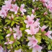 ヒメ日記 2026/04/15 17:04 投稿 遠藤【えんどう】 丸妻 西船橋店