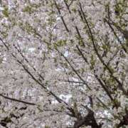 ヒメ日記 2025/04/13 00:08 投稿 美樹-みき 熟女10000円デリヘル 川崎