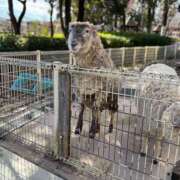 ヒメ日記 2025/02/08 19:32 投稿 あきら 丸妻 横浜本店