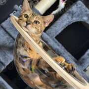 ヒメ日記 2025/03/25 00:38 投稿 あきら 丸妻 横浜本店