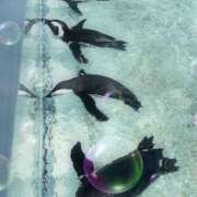 ヒメ日記 2025/08/29 09:21 投稿 アミ マドンナ(仙台)