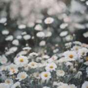 ヒメ日記 2025/08/30 17:54 投稿 アミ マドンナ(仙台)