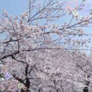 ヒメ日記 2025/04/06 16:03 投稿 香帆/Kaho☆清楚な色香♪ ジュリエット