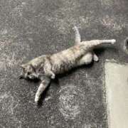 ヒメ日記 2025/10/16 05:48 投稿 つむぎ でりどす