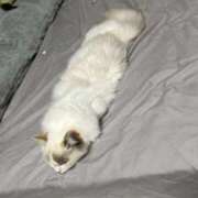 ヒメ日記 2025/08/22 22:45 投稿 のあ でりどす