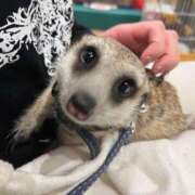 ヒメ日記 2025/10/08 20:03 投稿 のあ でりどす