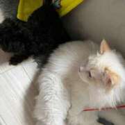 ヒメ日記 2025/12/01 19:17 投稿 のあ でりどす