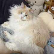 ヒメ日記 2026/01/03 10:25 投稿 のあ でりどす