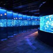 ヒメ日記 2026/01/10 17:39 投稿 のあ でりどす