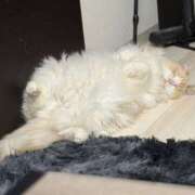 ヒメ日記 2026/01/21 18:17 投稿 のあ でりどす