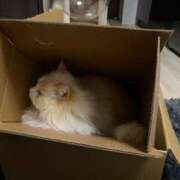 ヒメ日記 2026/03/14 17:32 投稿 のあ でりどす