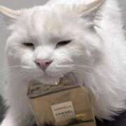 ヒメ日記 2026/04/07 16:35 投稿 のあ でりどす