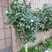 ヒメ日記 2025/01/16 18:46 投稿 ここみ 熟女の風俗最終章 蒲田店