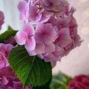 ヒメ日記 2025/05/18 13:31 投稿 ここみ 熟女の風俗最終章 蒲田店