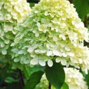 ヒメ日記 2025/06/02 13:00 投稿 ここみ 熟女の風俗最終章 蒲田店