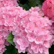 ヒメ日記 2025/06/26 23:20 投稿 ここみ 熟女の風俗最終章 蒲田店