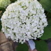 ヒメ日記 2025/06/27 17:40 投稿 ここみ 熟女の風俗最終章 蒲田店