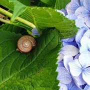 ヒメ日記 2025/07/01 14:36 投稿 ここみ 熟女の風俗最終章 蒲田店