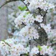 ヒメ日記 2026/04/15 13:00 投稿 ここみ 熟女の風俗最終章 蒲田店