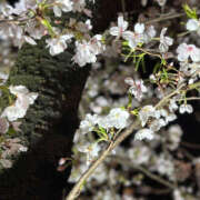 ヒメ日記 2025/04/14 13:37 投稿 みく ハピネス東京