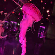 ヒメ日記 2025/04/18 14:37 投稿 みく ハピネス東京