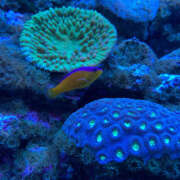 ヒメ日記 2025/05/18 12:07 投稿 みく ハピネス東京